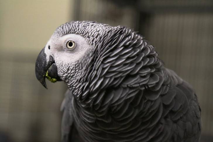 Sammy the African Gray Parrot<br/>